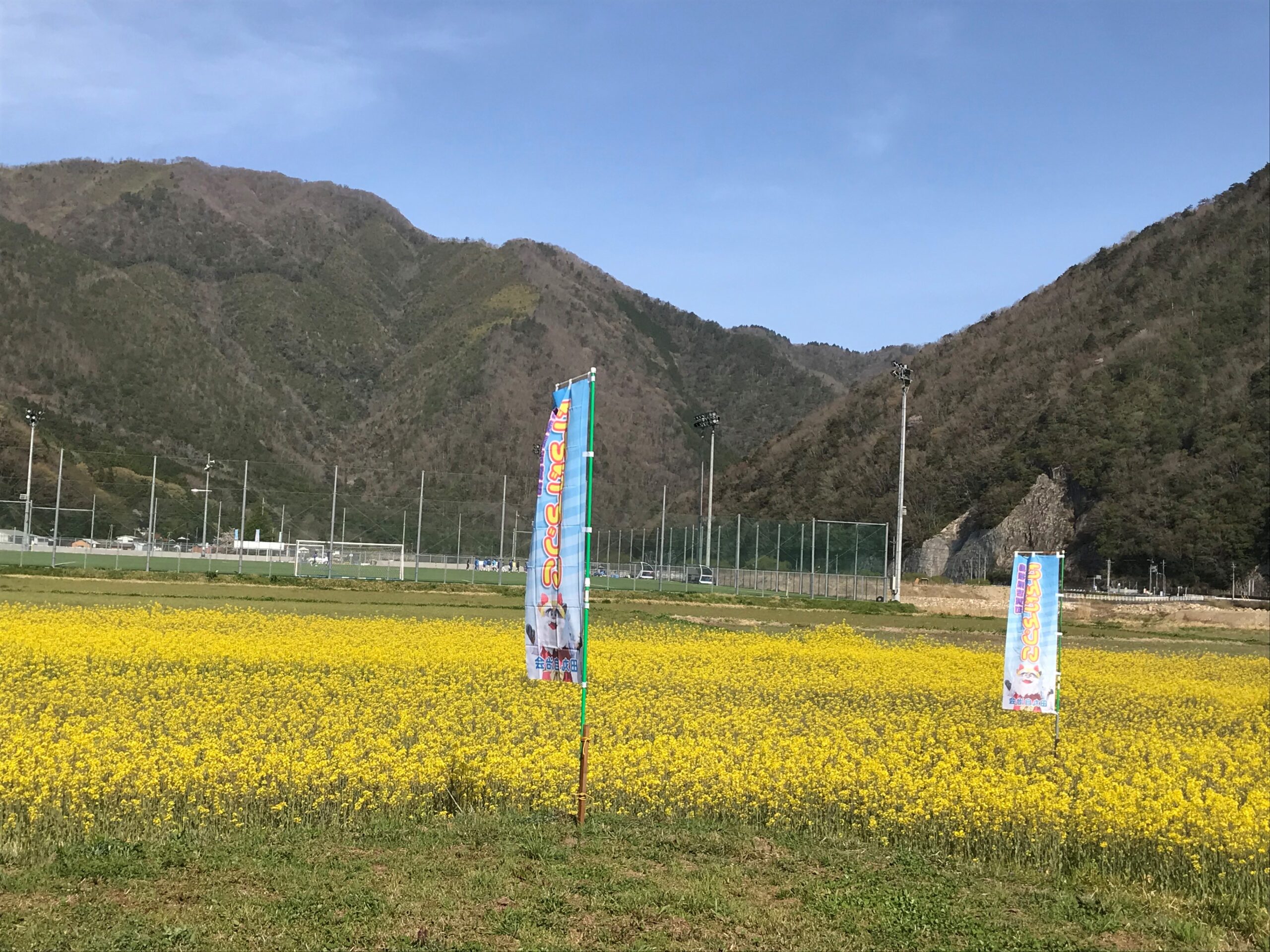 よしかみらいグラウンド近くの菜の花畑が満開です よしかみらい オフィシャルサイト